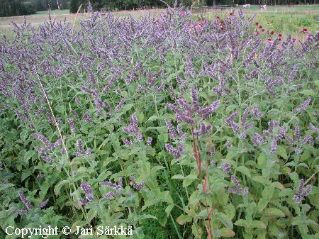 Mentha x rotundifolia